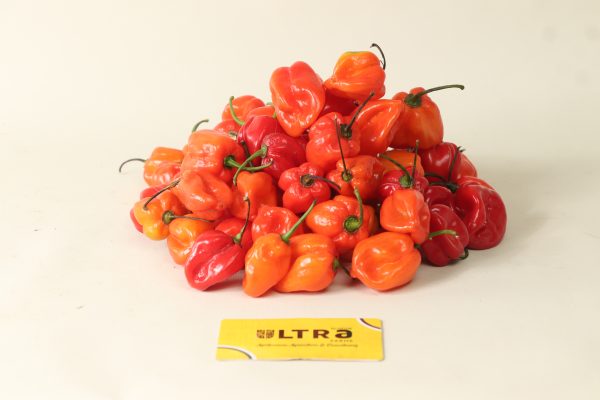 Red super habanero