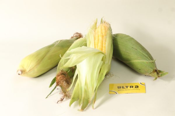 Sweetcorn