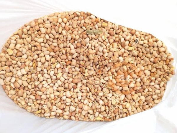 Oloyin beans (Uncleaned & Unpicked)